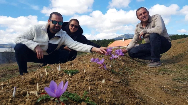 Kilosu 250 bin liradan satılan safran, çiçek açmaya başladı