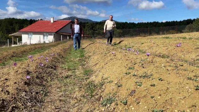 Kilosu 250 bin liradan satılan safran, çiçek açmaya başladı