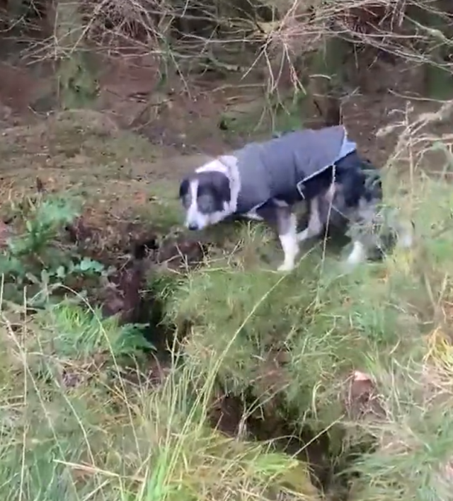 Köpeğiyle ormana yürüyüşe giden adam hayatının şokunu yaşadı! Toprak resmen şaha kalktı