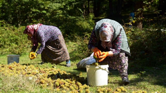 Erfelek'te kestane hasadına başlandı! Kilo fiyatı 300 TL'ye kadar çıkıyor