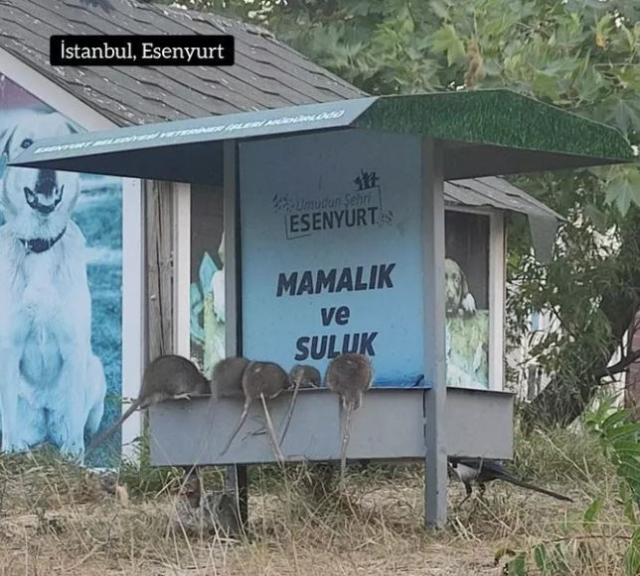 Belediye uyuma! İlçeyi fareler bastı, görüntüler endişe verici