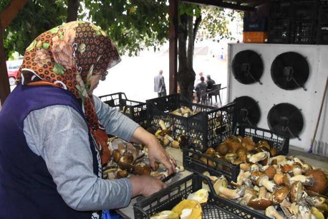 Istranca Ormanları'nda mantar bolluğu! Vatandaşlar kilosunu 150 liradan satıyor