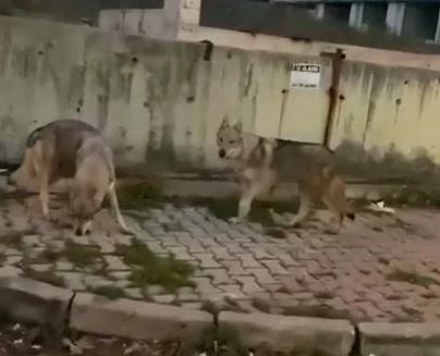 İstanbul'da aç kurtlar sokak arasında böyle görüntülendi