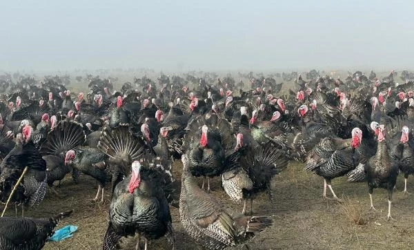 Geçen yıl kilosu 100 liraydı, bu yıl 350! Yılbaşı hindilerine yoğun ilgi var