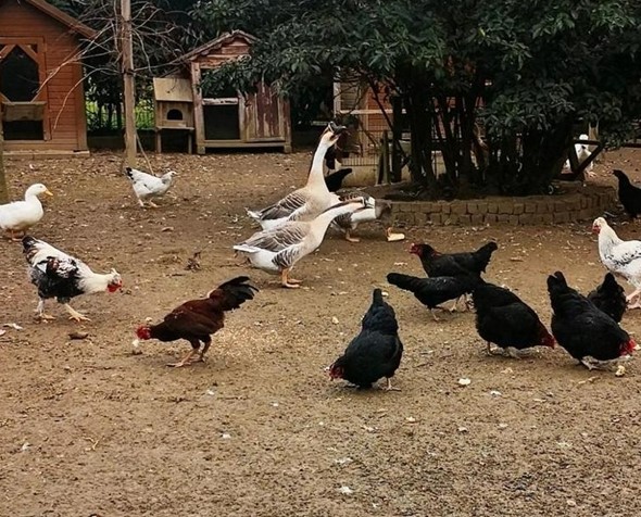 Oyunculuğa ara vererek çiftlik kurmuştu! İlker Ayrık yeni hayatını anlattı: 11 köpek, 2 eşeğim var