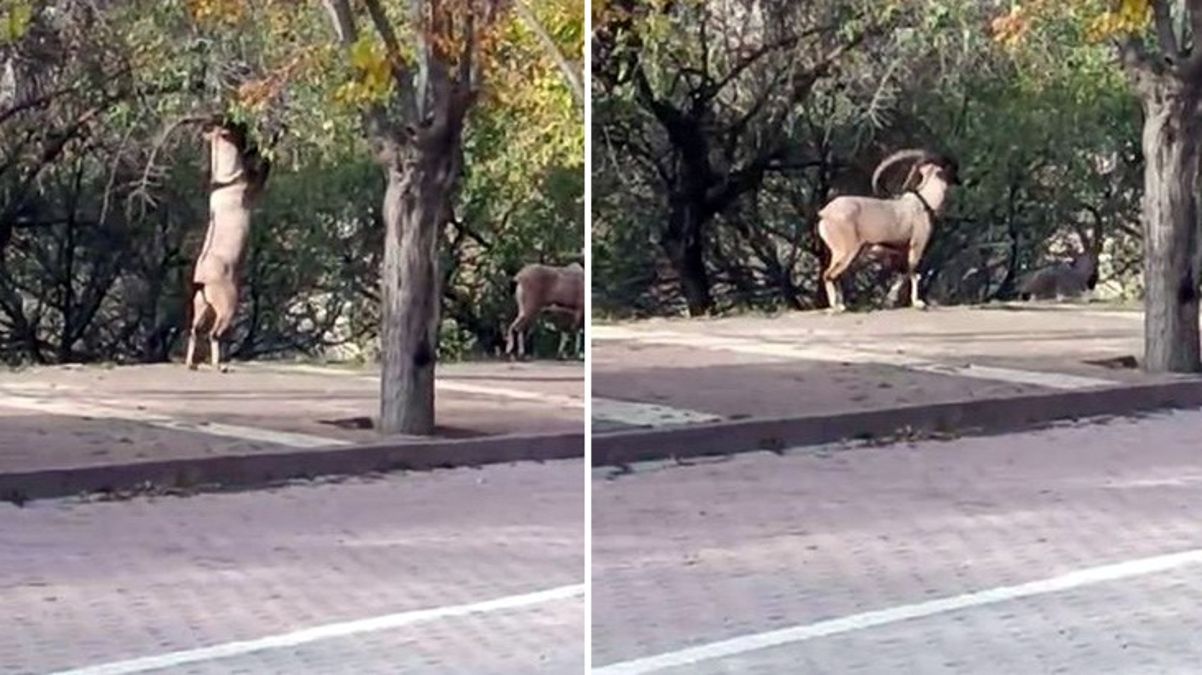 Görüntü Tunceli'den! Nesli tükenmekte olan hayvan şehre kadar indi