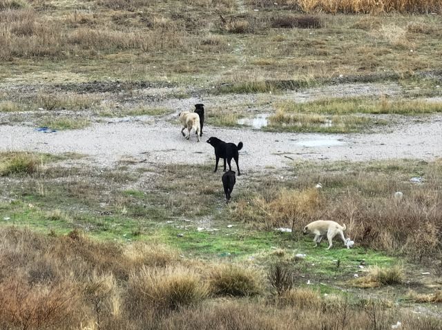 Başıboş köpeklerin saldırdığı çocuğun babası konuştu: Evladımı ısırmamışlar, resmen yemişler