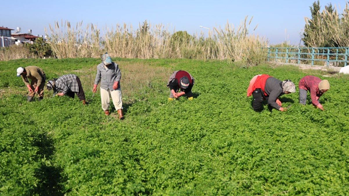 Vatandaş zehirlenmesin diye günlerce mesai yapıyorlar