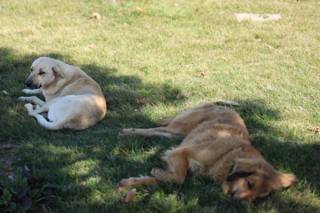 Başıboş sokak köpeği, aynı gün içerisinde 8 kişiyi ısırdı