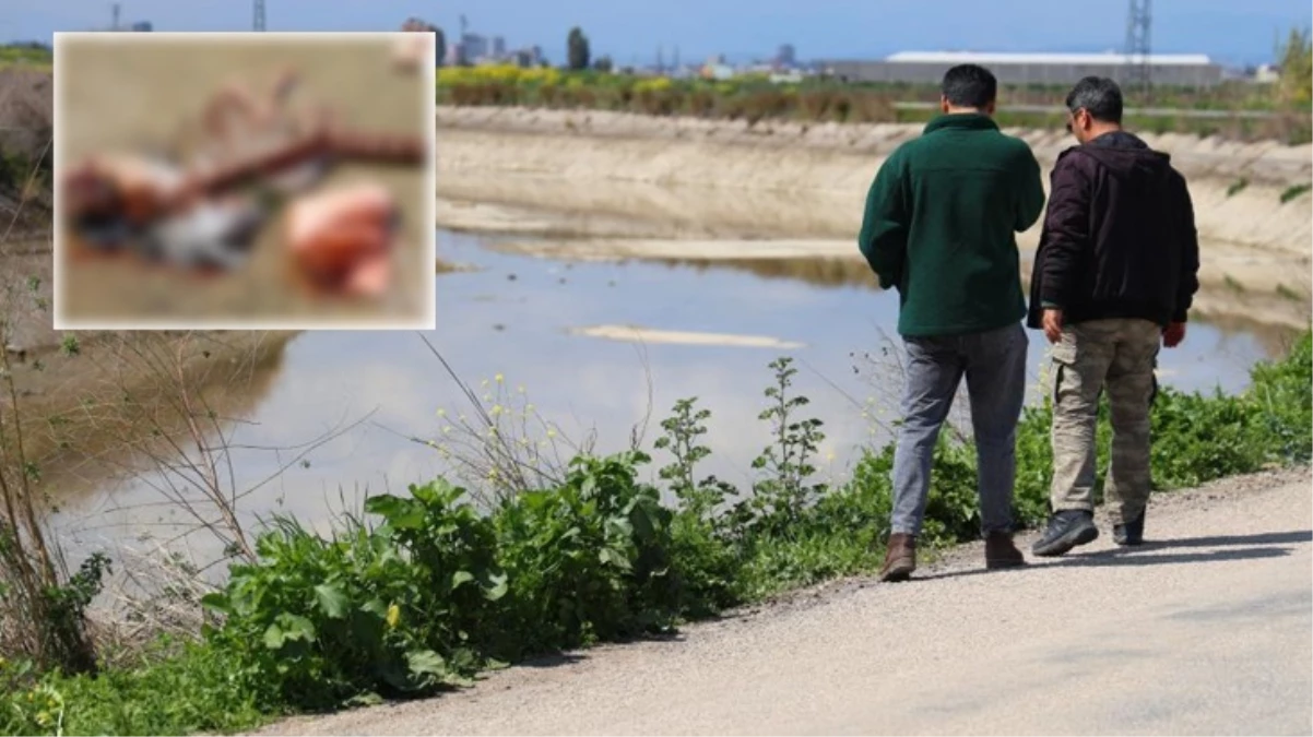 Sulama kanalında kesilmiş at ve eşek eti kalıntısı bulundu