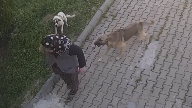 Köpeklerden kaçarken düşen yaşlı kadın tanınmaz hale geldi