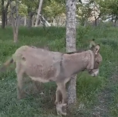 Kayseri'de başıboş bir eşeğin ısırdığı kadın yaralandı