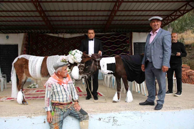 Bunu da gördük! Eşeklere düğün yaptılar, yetmedi traktöre bindirip balayına gönderdiler